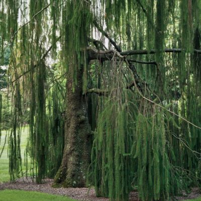 Ель обыкновенная Виргата Ель обыкновенная Виргата фото