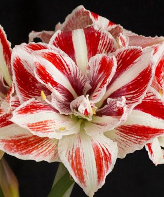 Амариллис Брайт Нимф Амариллис Брайт Нимф - Dolina-Sad.Ru