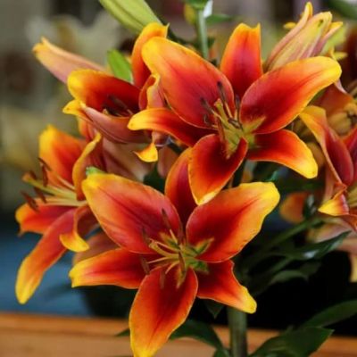 Лилия Авалон сансет фото