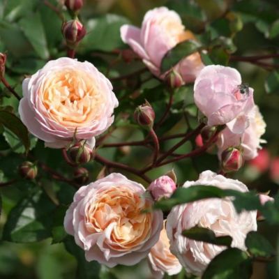 Роза Нью Дримс Роза Нью Дримс - Dolina-Sad.Ru