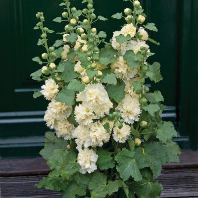 Шток-Роза Спринг Селебрейтис Лемон Шток-Роза Спринг Селебрейтис Лемон - Dolina-Sad.Ru