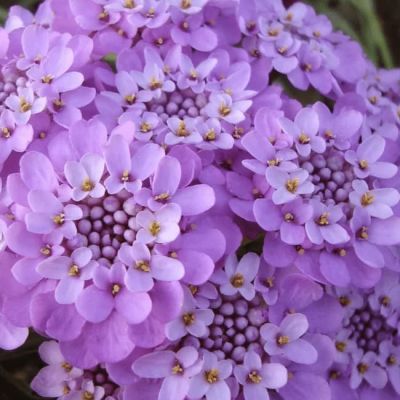 Иберис зонтичный Смесь окрасок Иберис зонтичный Смесь окрасок фото