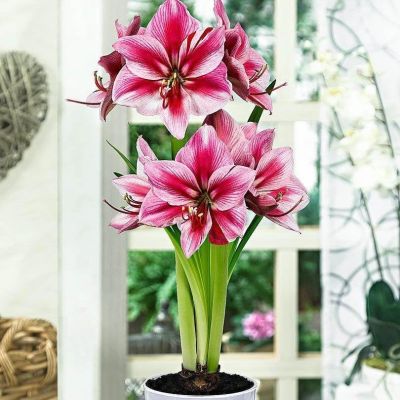 Амариллис Гервазе Амариллис Гервазе фото