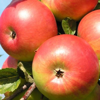 Яблоня Фридом/Осенняя Яблоня Фридом/Осенняя фото