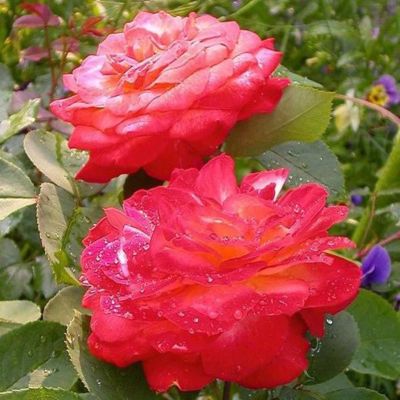 Роза Серенада Роза Серенада - Dolina-Sad.Ru