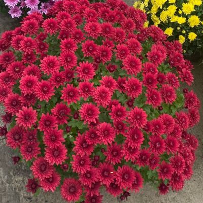 Хризантема мультифлора Бранхил Ред - Dolina-Sad.Ru