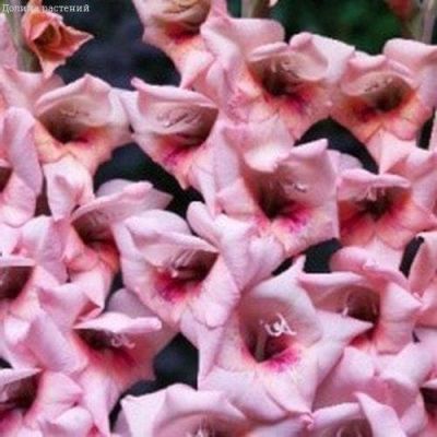 Гладиолус Бастиа (10 шт) Гладиолус Бастиа (10 шт) фото