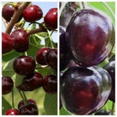 Комплект вишня Гриот Белорусский + вишня Шоколадница Комплект вишня Гриот Белорусский + вишня Шоколадница фото