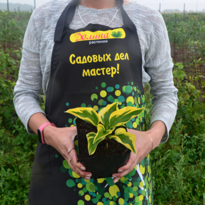 Хоста Броад Банд Хоста Броад Банд - Dolina-Sad.Ru