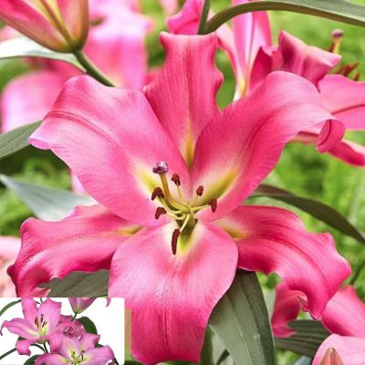 Лилия Малдано Лилия Малдано - Dolina-Sad.Ru