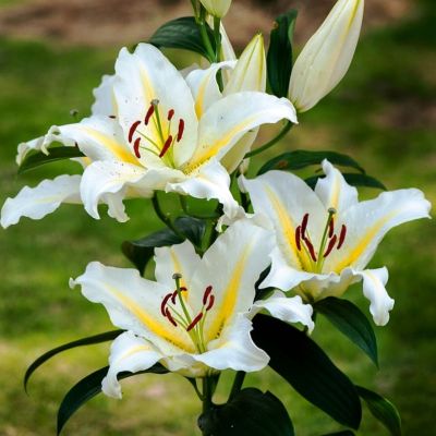 Лилия Баферрари Лилия Баферрари фото