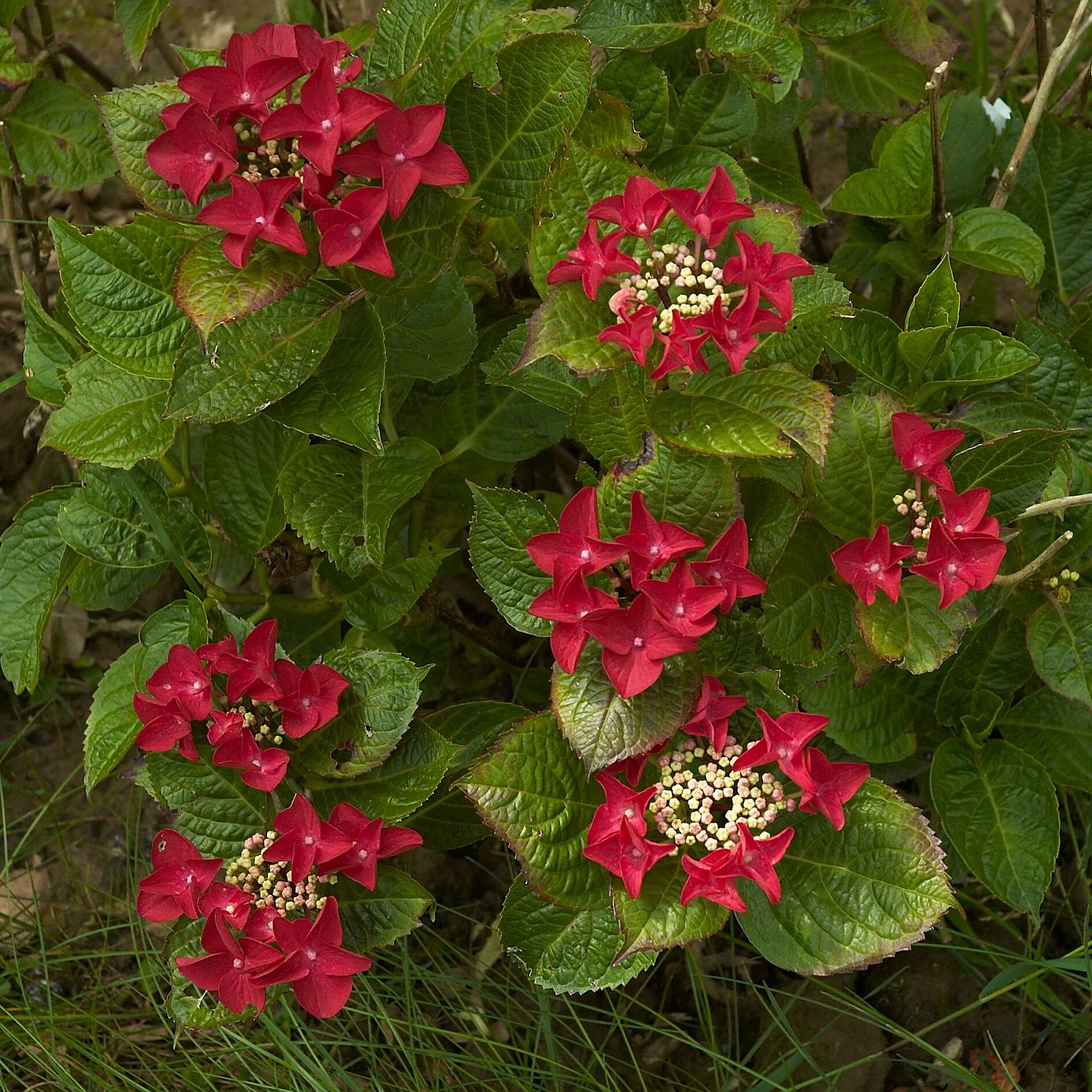 Гортензия крупнолистная Ротшванц фото