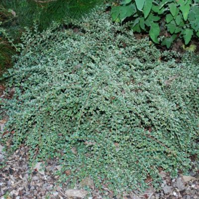 Кизильник Горизонтальный Вариегата Кизильник Горизонтальный Вариегата фото