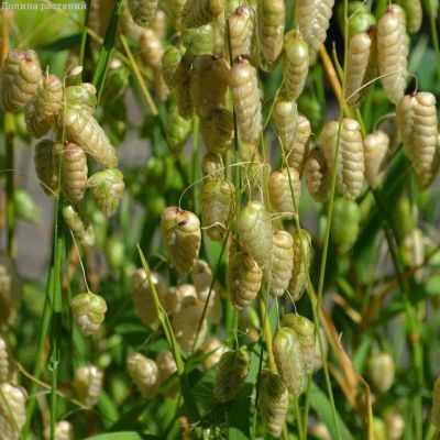 Бриза трясунка Амазонка фото