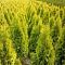 Туя западная Янтарь Туя западная Янтарь фото