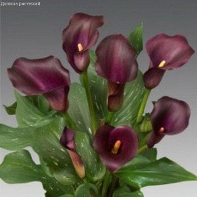 Калла Капитан Рено Калла Капитан Рено фото