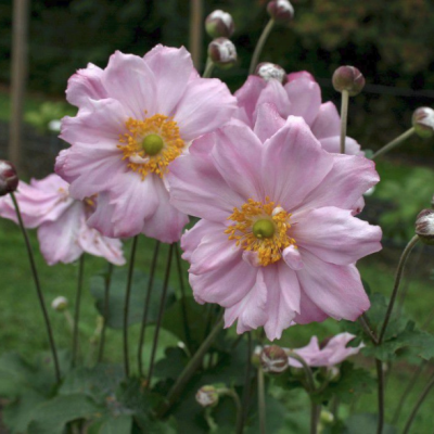 Анемона гибридная Кенигин Шарлотта Анемона гибридная Кенигин Шарлотта - Dolina-Sad.Ru