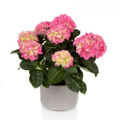 Гортензия крупнолистная Хай Хейло - Dolina-Sad.Ru