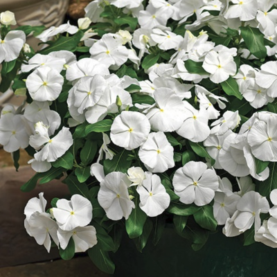 Катарантус Пацифика Вайт - Dolina-Sad.Ru