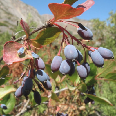 Барбарис Шароплодный Барбарис Шароплодный - Dolina-Sad.Ru
