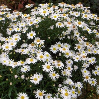 Астра кустарниковая Шнеекисен - Dolina-Sad.Ru
