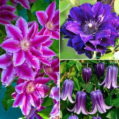 Микс клематисов Азия Микс клематисов Азия - Dolina-Sad.Ru
