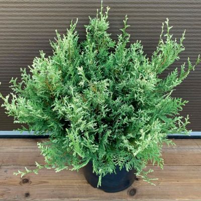 Кипарисовик горохоплодный Вайт Бьюти Кипарисовик горохоплодный Вайт Бьюти - Dolina-Sad.Ru