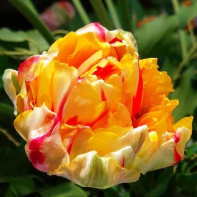 Тюльпан Принцес Юник Тюльпан Принцес Юник фото