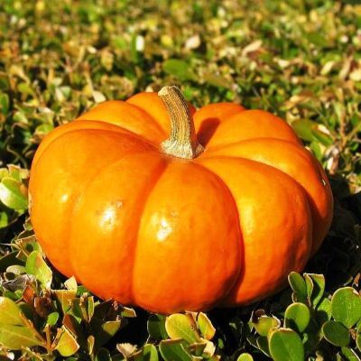 Тыква Витаминная Тыква Витаминная фото