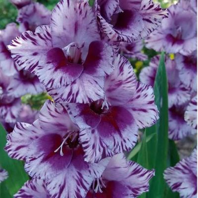 Гладиолус Пассос Гладиолус Пассос фото