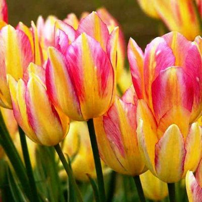 Тюльпан Антуанетта Тюльпан Антуанетта фото