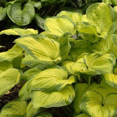 Хоста Олд Глори Хоста Олд Глори - Dolina-Sad.Ru