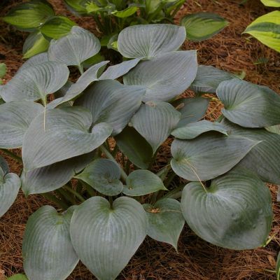 Хоста Баллет Пруф Хоста Баллет Пруф - Dolina-Sad.Ru