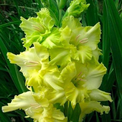 Гладиолус Блитц Гладиолус Блитц - Dolina-Sad.Ru