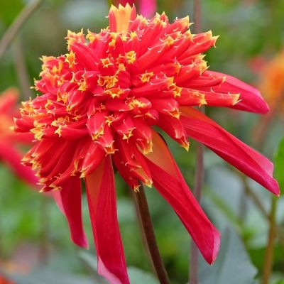 Георгина Октопус Спаркл - Dolina-Sad.Ru