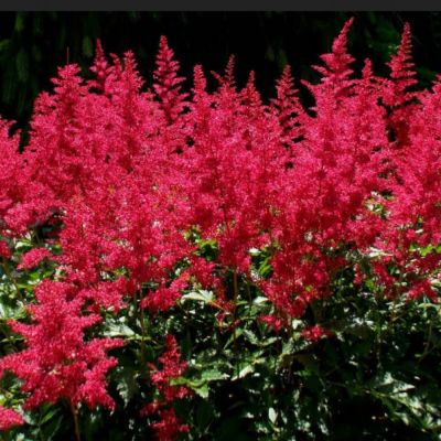 Астильба арендса Эльза Шлук - Dolina-Sad.Ru