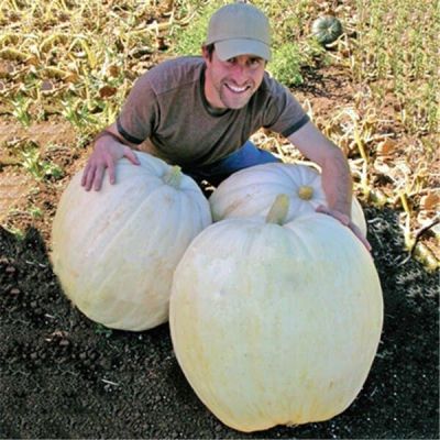 Тыква Крупноплодная фото