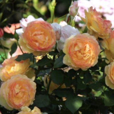 Роза Амаретто Роза Амаретто - Dolina-Sad.Ru