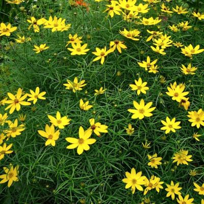 Кореопсис Загреб Кореопсис Загреб - Dolina-Sad.Ru