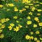 Кореопсис Загреб Кореопсис Загреб - Dolina-Sad.Ru