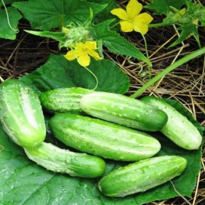 Огурец Виктория F1 Огурец Виктория F1 фото