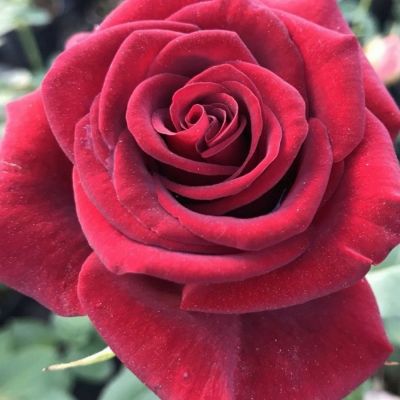 Роза штамбовая Гранд Гала - Dolina-Sad.Ru