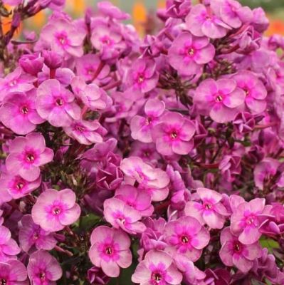 Флокс Паникулата Смоки фото