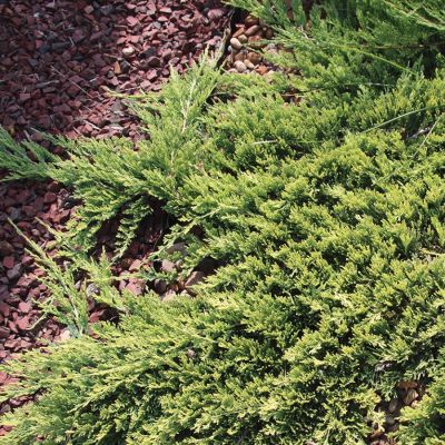 Можжевельник горизонтальный Прострата - Dolina-Sad.Ru