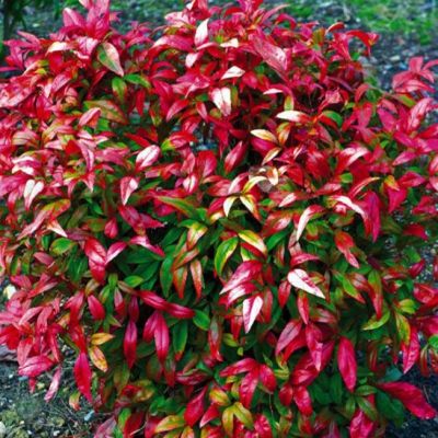 Нандина Фаерпауэр Нандина Фаерпауэр фото