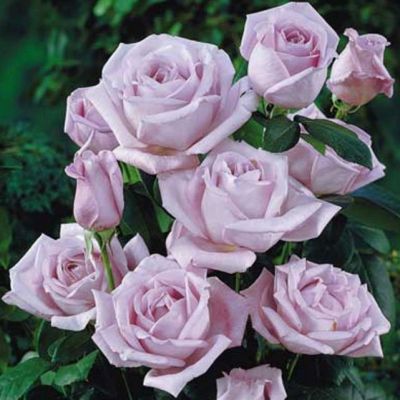 Роза Клайминг Си-Си Роза Клайминг Си-Си - Dolina-Sad.Ru