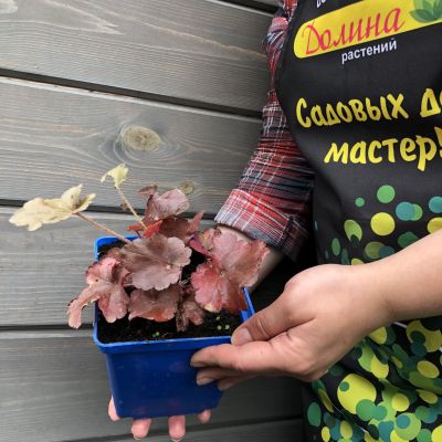 Гейхера Форевер Ред Гейхера Форевер Ред фото