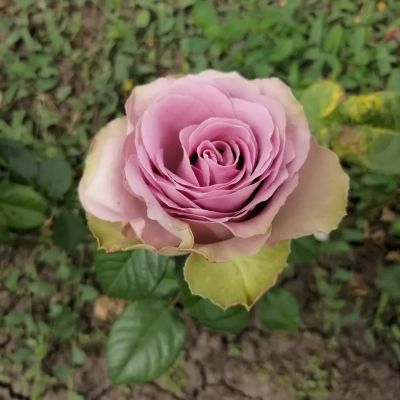 Роза Тиара Роза Тиара - Dolina-Sad.Ru