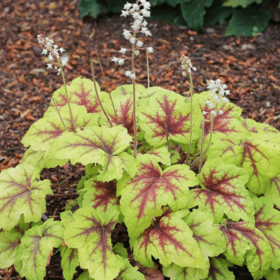 Гейхера Стоплайт Гейхера Стоплайт фото