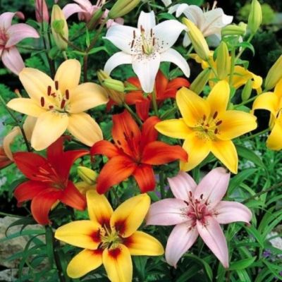 Смесь Азиатских Лилий Смесь Азиатских Лилий фото